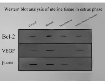 Figure 1 -  The  expression  of  Bcl-2  and  VEGF  on  uterine  tissue  was  seen  in  estrus  phase