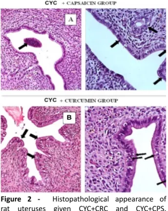Figure 2 -     Histopathological  appearance  of  rat  uteruses  given  CYC+CRC  and  CYC+CPS