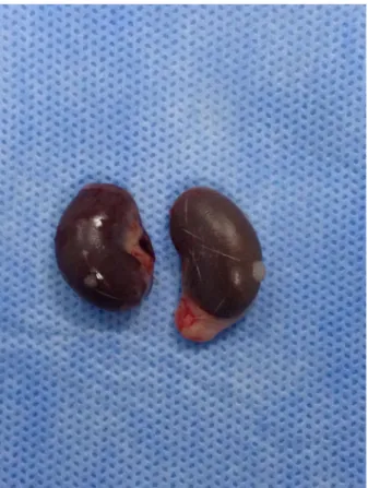 Figure 1 -  Kidneys are dissected after sacrification  of rats.