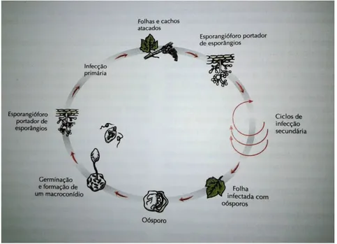 Figura 13 – Ciclo biológico da doença do míldio (Fonte: DuPont Sapecagro). 