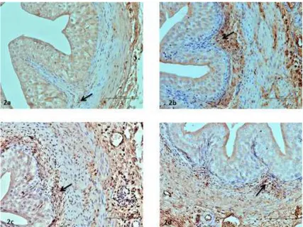 Figure  2 - Images of the FGF-2 immunohistopathologically stained ureters in the groups