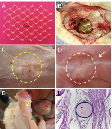 Figure 1 -  Evolution of the surgical incisional defect created in the ventral abdominal musculature of rabbits  repaired with polyamide mesh