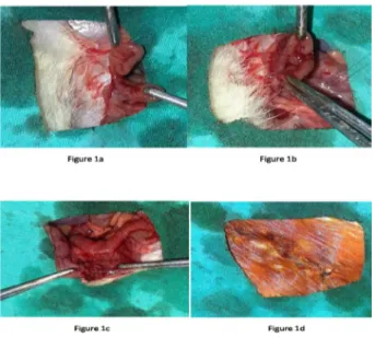 Figure 1 – a .  The descending colon was transected  with  scissor.  b. End to end anastomosis was  performed using continuous one layer sutures