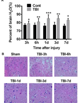 Figure 1 -  Modified  Marmarou  weight  drop  model  successively  causes  brain  edema  and  neuropathogenesis