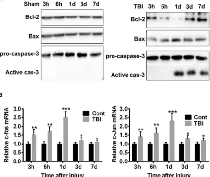 Figure 2 -  TBI induces the activation of mitochondria apoptosis pathway.  A.  Western blot shows the changes  of key apoptosis associated proteins