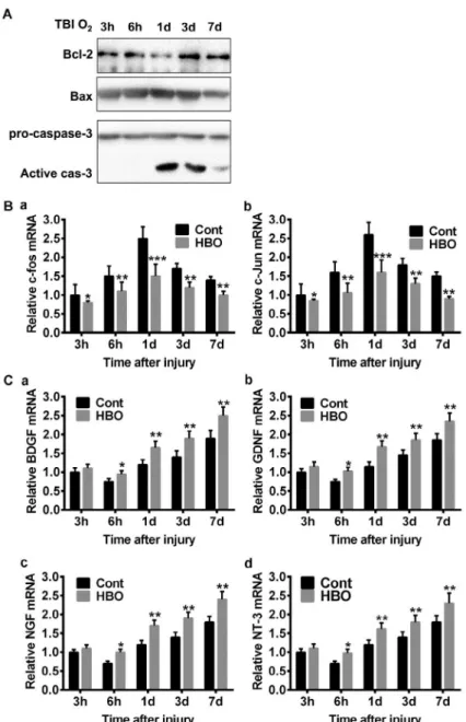 Figure 4 -  HBO attenuates the changes of apoptosis genes and promotes the expression of NTFs in vivo