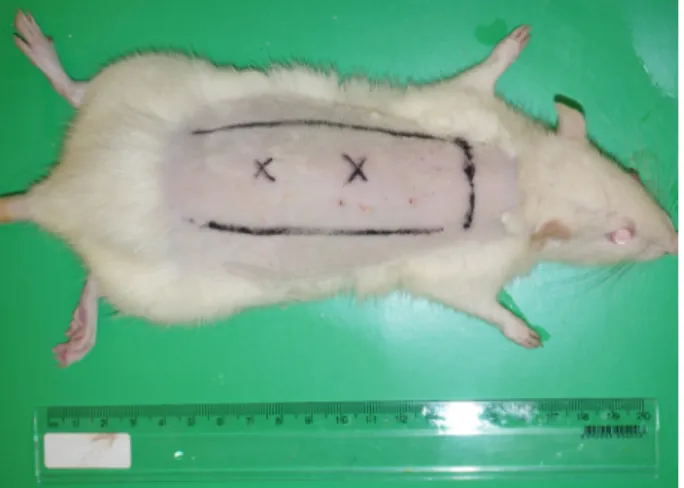 Figure 1   -  Sildenafil  injection  points  are  marked  under the proposed flap areas.