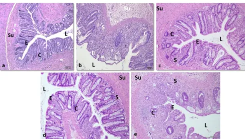 Figure 2 -  Light micrographs of rectum samples from experimental rat model of radiation proctitis, H&amp;E,  x100
