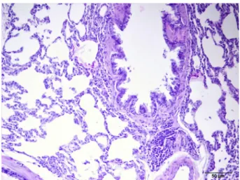 Figure 1   -  Control  group.  In  lung  tissue  samples  normal histological view.