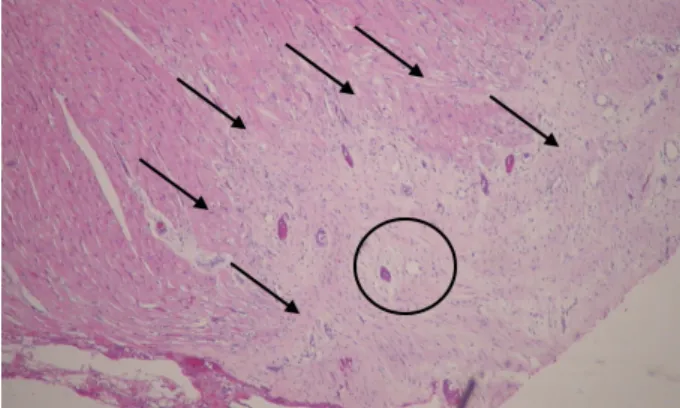 Figure 3 –  Histological  section  heart  mini  pig. 