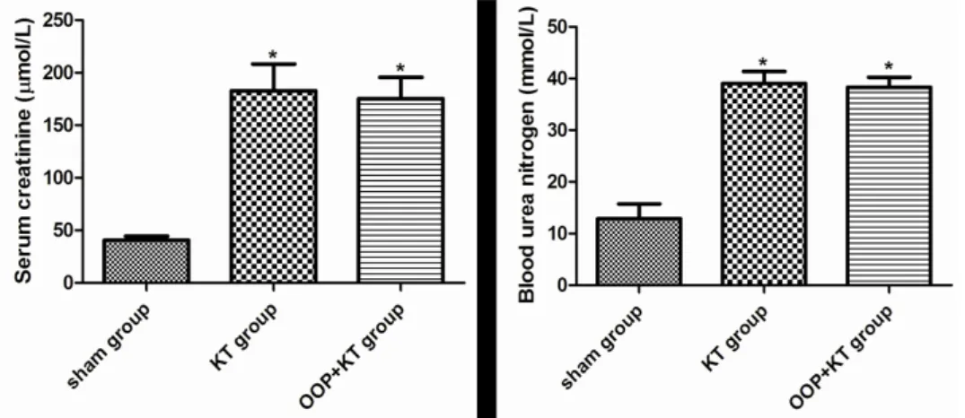 Figure 1  - Effects of ozone oxidative preconditioning on the renal function after kidney transplantation in rat  model