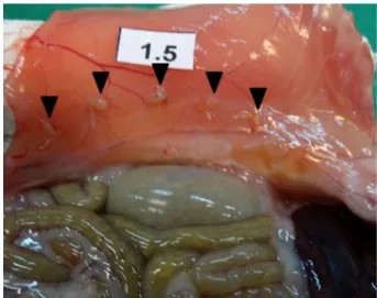 Table 2  – Number of affected sutures.