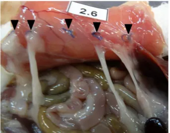 Figure 4 - Re presentation of five ischemic sutures  with  polyglactin  910,  four  sutures  present  adhesions  and  the  last  stitch  enveloped  the  liver  (black arrows).