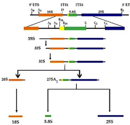 Figura 5 – Transcrição dos genes de rRNA em S. cerevisiae. O transcrito primário é processado, com  formação final das cadeias 18S, 5.8S e 25S