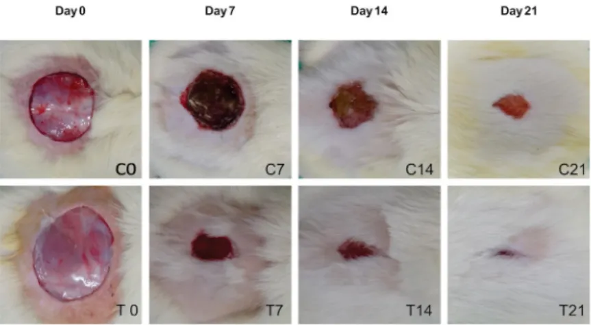Figure 1 -  Macroscopic images of the surgical wound area of the groups C and T animals 0, 7, 14, and 21 days  after surgery.