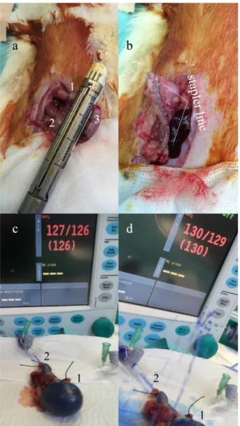 Figure 2 -  Pictures  of  the  sleeve  gastrectomy  procedure and measurement of the burst pressure