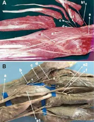 Table 2. Distribution of branches of the FCR muscle, according to number  of branches and sharing of innervation with branches to other muscles.