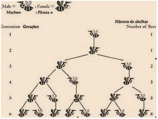 Figura 36: “Árvore genealógica” das abelhas  36
