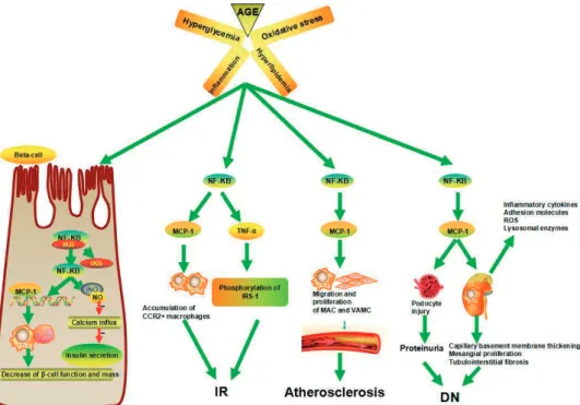 Figure 7. The pathophysiology of NF- κ B and MCP-1 in T2DM.
