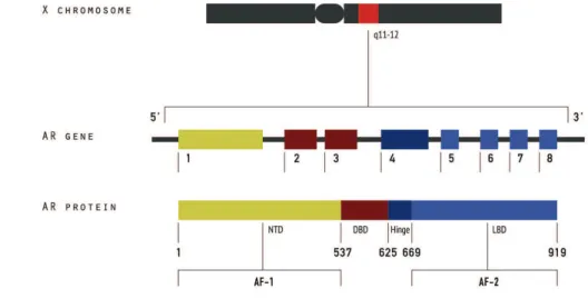 Figure 1. A schematic representation of androgen receptor gene and androgen receptor protein.