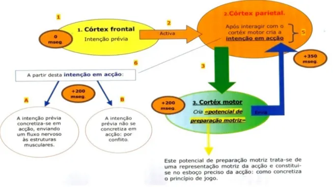 Figura 2 - Da intenção prévia à intenção em ação, segundo Silva, M. (cit. por Tani, 2001)