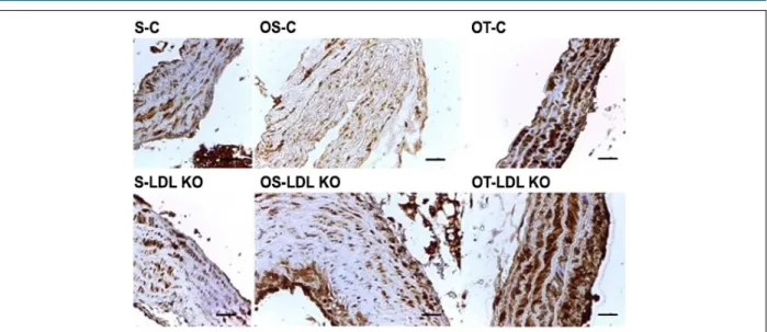 Figure 4 – Photomicrographs of cross-sections of the aorta of mice submitted to immunohistochemical reaction for 8-OHdG