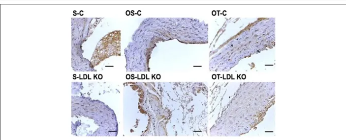Figure 7 – Relative frequency (%) of apoptotic cells in the ascending aorta of the control sedentary group (S-C) vs