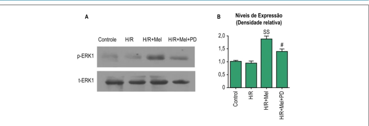 Figura 1 – A melatonina promoveu a ativação de ERK1 em células H9C2 contra H/R. As células H9C2 foram incubadas em condições normais ou em condições de  H/R simuladas, em condições de H/R simuladas mais pré-tratamento com melatonina ou em condições de H/R 