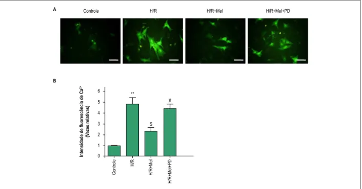 Figura 4 – A melatonina reduz a sobrecarga de Ca 2+  em células H9C2 contra H/R via ERK1 in vitro