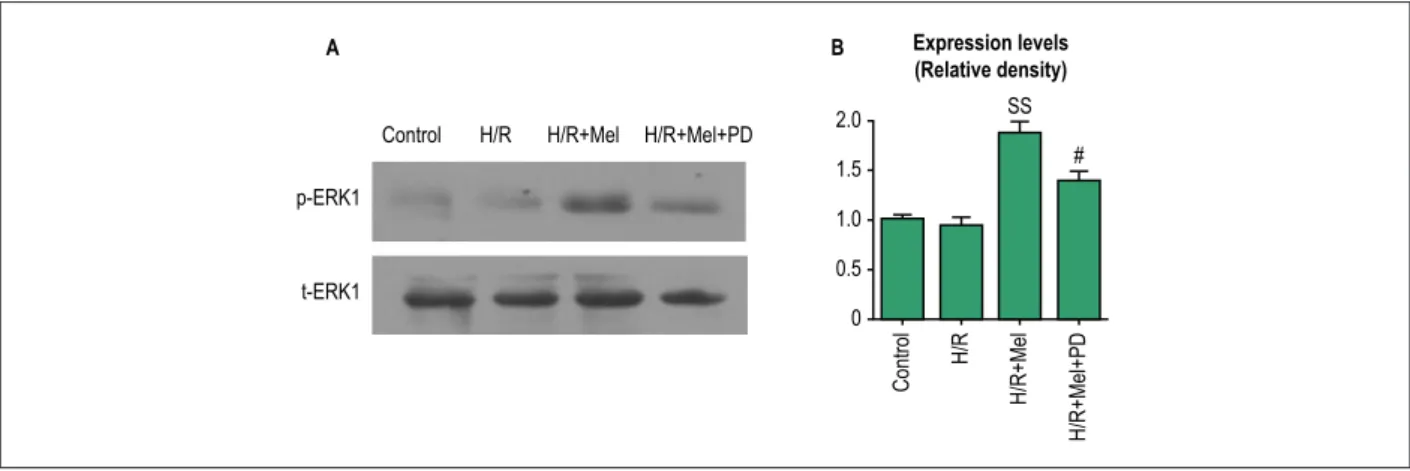 Figure 1 – Melatonin promoted activation of ERK1 in H9C2 cells against H/R. H9C2 cells incubated in normal condition or in simulated H/R condition, in simulated  H/R condition plus pretreatment with melatonin, or in simulated H/R condition plus pretreatmen