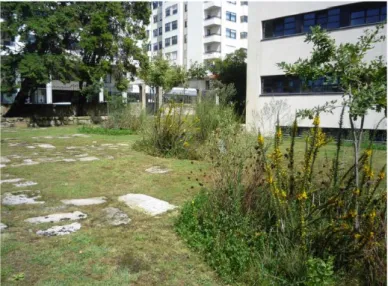 Figura 9 – Áreas de regeneração espontânea, com carvalho-roble, tojo e espontâneas, no Jardim Silvestre da FCUP  Paulo Farinha Marques, 2013 