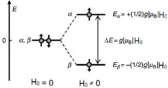 Figura II. 7. Efeito Zeeman do spin eletrônico. Na ausência do campo magnético ( H 0  0 ), os estados de spin 