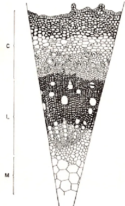Figura 7 – Corte transversal da estrutura do caule do rami 