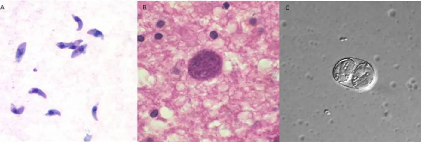 Figura 1: Estágios infecciosos do T. gondii. (A): Taquizoítos de T. gondii corados com Giemsa