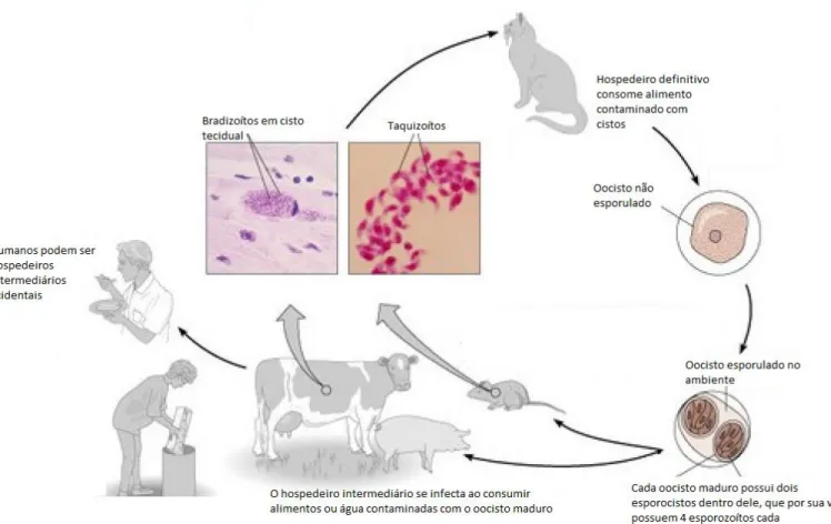 Figura 2: Ciclo biológico do T. gondii. Este parasito possui ciclo heteroxeno, possuindo diferentes  estágios  infecciosos,  sendo  capaz  de  infectar  grande  diversidade  de  hospedeiros  intermediários