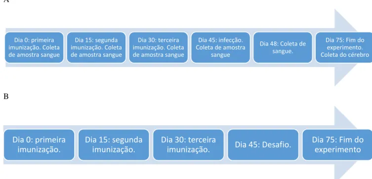 Figura  4:  Delineamento  dos  experimentos  de  imunização  e  infecção.  Foram  imunizados  dois  grupos de camundongos C57Bl/6 fêmeas