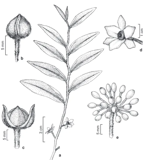 Figura 8 – a-e. Guatteria villosissima – a. ramo; b. botão floral jovem; c. botão floral maduro; d