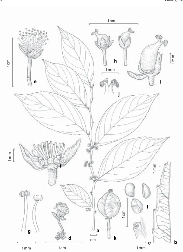 Figure 4 - Xylosma tessmannii - a. habit (male); b. leaf: underside of margin; c. gland on underside of leaf tooth;