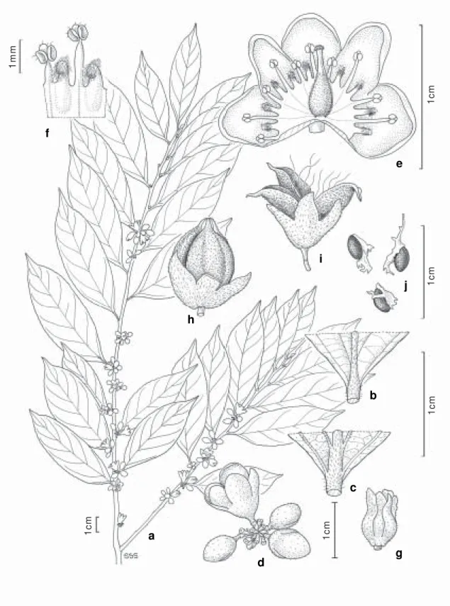 Figure 5 - Casearia manausensis - a. habit; b. leaf base, upper surface; c. leaf base, lower surface; d