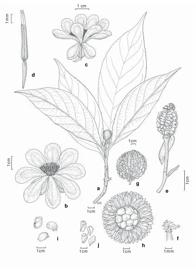 Figure 1 - Carpotroche crispidentata - a. habit; b-c. flower (male); d stamen; e. young fruit; f