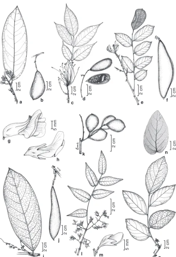 Figure 1 - Poecilanthe amazonica - a. flowering branch; b. fruit. P. effusa - c. flowering branch; d