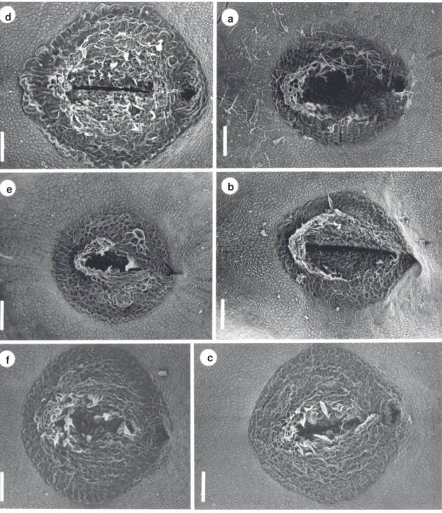 Figura 2 - Eletromicrografias (MEV) mostrando a forma e superfície do hilo de sementes de espécies de Indigofera.