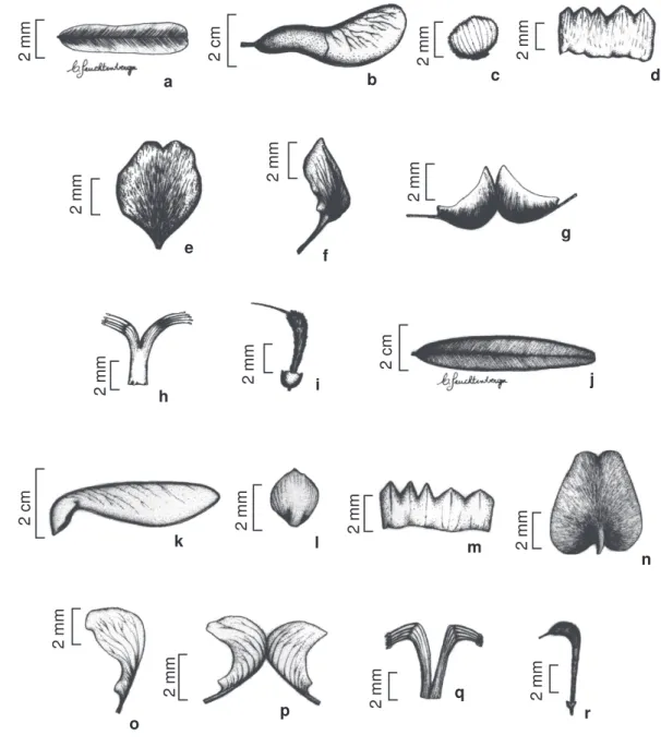 Figura 4 - a-i. M. hirtum (Vell.) Stellfeld - a. folíolo; b. fruto; c. bractéola; d. cálice; e