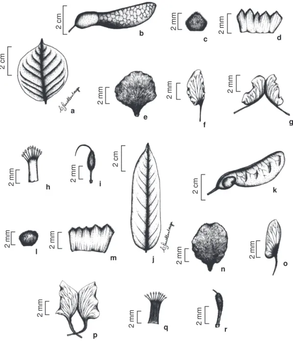 Figura 5 - a-i. M. paraguariense Hassl. - a. folíolo; b. fruto; c. bractéola; d. cálice; e