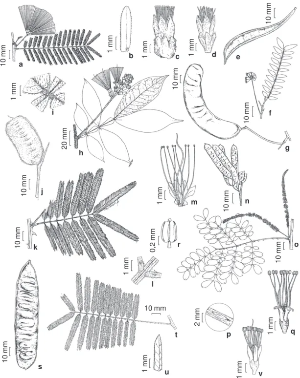 Figura 3 - a-e. Calliandra parvifolia - a. ramo com inflorescência; b. foliólulo; c. flor terminal; d