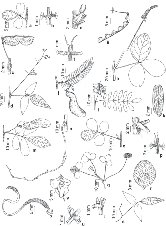 Figura 5 - a-c. Desmodium adscendens - a. folha; b. estipela; c. fruto (Dutra 237). d-g