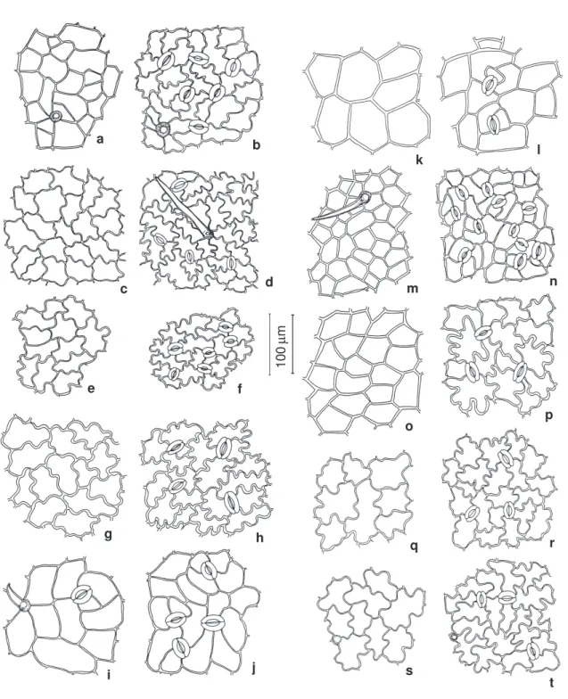 Figura 4 - Epiderme foliar adaxial e abaxial: a-b. Polygala oleaefolia (Irwing 22649); c-d