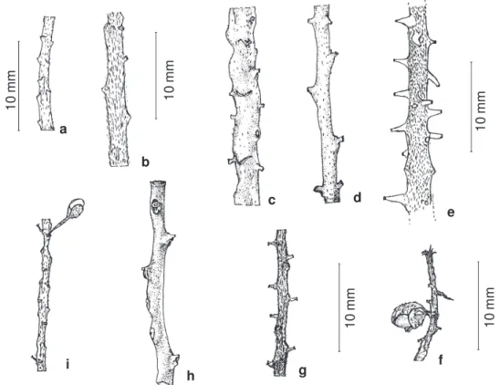 Figura 7 - Raque da inflorescência evidenciando as glândulas: a. Polygala oxyphylla var