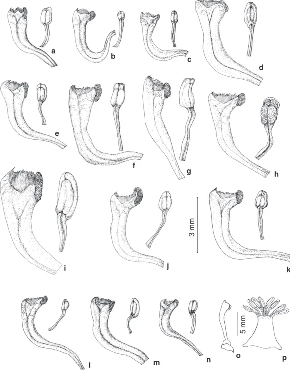 Figura 8 - Estilete e estame: a. Polygala oleaefolia (Hatschbach 35386); b.  P. oxyphylla var