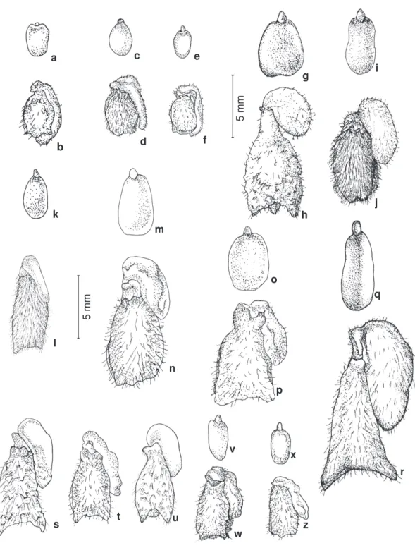 Figura 9 - Embrião e semente: a-b. Polygala oleaefolia (Hatschbach 35386); c-d. P. oxyphylla var